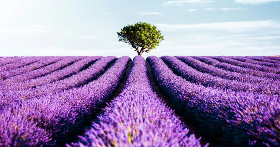 20 Incredible Things to Do in Hood River, Oregon