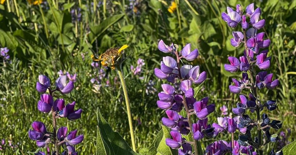 10 Best Trails in Hood River